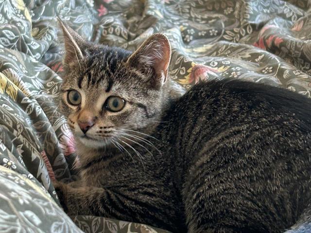 Harriet